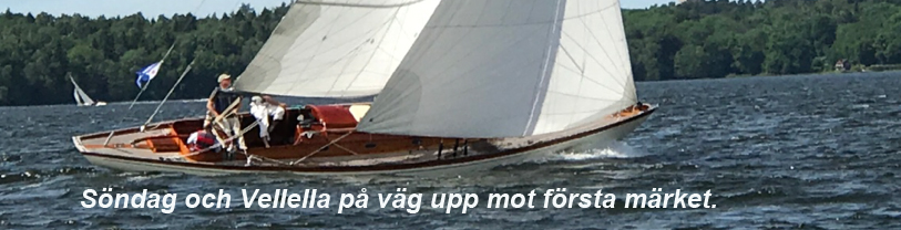 Velella-friskt-webb