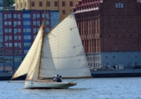 Albatross