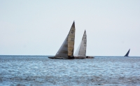 Pani