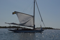 5 Alca under segelsättning